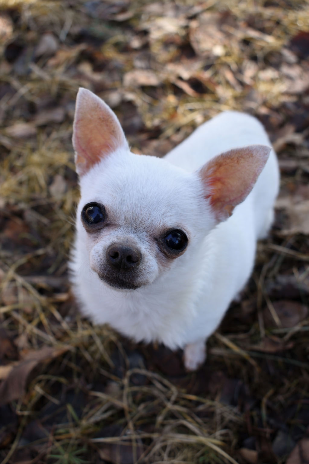 Luna the dog